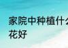 家院中种植什么花好 家院中种植哪些花好