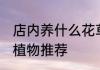 店内养什么花草旺财 店内适合养殖的植物推荐