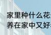 家里种什么花最好养又旺财 哪些适宜养在家中又好看又旺财的