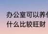 办公室可以养什么旺财 办公室可以养什么比较旺财