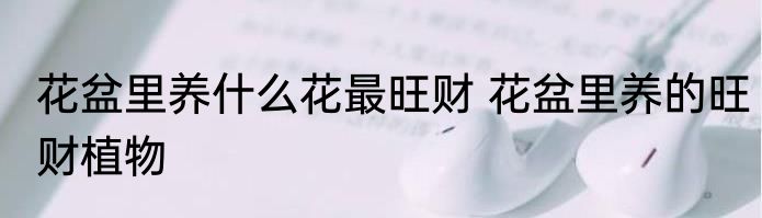 花盆里养什么花最旺财 花盆里养的旺财植物