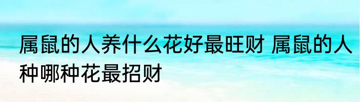 属鼠的人养什么花好最旺财 属鼠的人种哪种花最招财