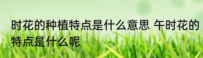 时花的种植特点是什么意思 午时花的特点是什么呢