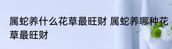 属蛇养什么花草最旺财 属蛇养哪种花草最旺财