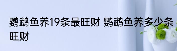 鹦鹉鱼养19条最旺财 鹦鹉鱼养多少条旺财
