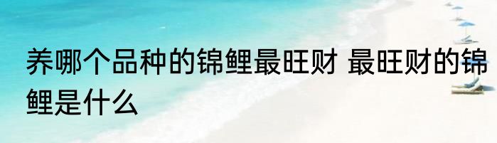养哪个品种的锦鲤最旺财 最旺财的锦鲤是什么