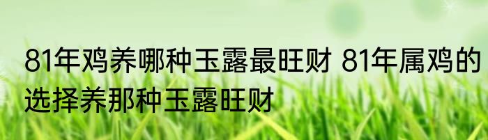81年鸡养哪种玉露最旺财 81年属鸡的选择养那种玉露旺财