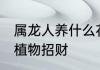 属龙人养什么花最旺财 属龙人种哪些植物招财