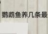 鹦鹉鱼养几条最旺财 鹦鹉鱼养多少好