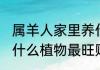 属羊人家里养什么植物最旺财 属羊养什么植物最旺财