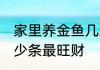 家里养金鱼几条最旺财 家里养金鱼多少条最旺财
