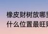 橡皮财树放哪里最旺财 橡皮财树放在什么位置最旺财
