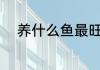 养什么鱼最旺财 养哪种鱼最旺财