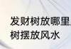 发财树放哪里属蛇的最旺财 属蛇发财树摆放风水