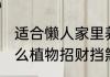适合懒人家里养最旺财挡煞的绿植 什么植物招财挡煞气