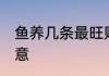 鱼养几条最旺财 养多少条鱼有什么寓意
