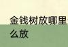 金钱树放哪里最旺财好养吗 金钱树怎么放