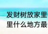 发财树放家里哪里最旺财 发财树放家里什么地方最旺财
