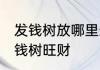 发钱树放哪里最旺财 什么位置摆放发钱树旺财