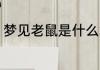 梦见老鼠是什么意思 梦见老鼠的含义