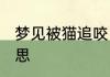 梦见被猫追咬 梦见被猫追咬是什么意思