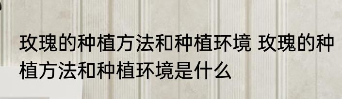 玫瑰的种植方法和种植环境 玫瑰的种植方法和种植环境是什么