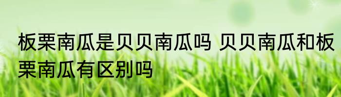 板栗南瓜是贝贝南瓜吗 贝贝南瓜和板栗南瓜有区别吗