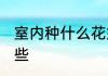 室内种什么花好 适合室内种的花有哪些