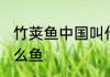 竹荚鱼中国叫什么 竹荚鱼在中国是什么鱼