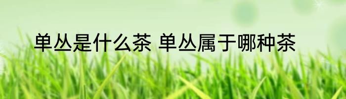 单丛是什么茶 单丛属于哪种茶