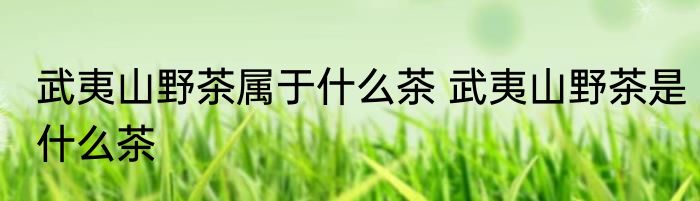 武夷山野茶属于什么茶 武夷山野茶是什么茶