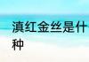 滇红金丝是什么茶 滇红金丝茶属于哪种