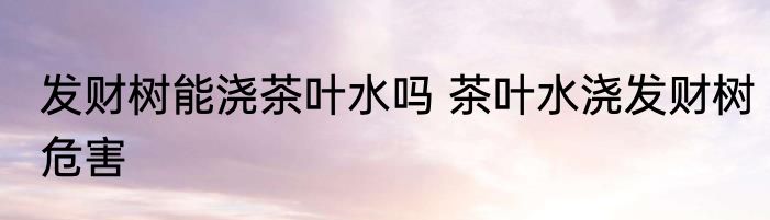发财树能浇茶叶水吗 茶叶水浇发财树危害