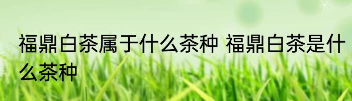 福鼎白茶属于什么茶种 福鼎白茶是什么茶种