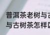 普洱茶老树与古树茶区别 普洱茶老树与古树茶怎样区别