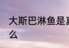 大斯巴淋鱼是真的吗 大斯巴淋鱼是什么
