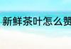 新鲜茶叶怎么赞美 新鲜茶叶如何赞美
