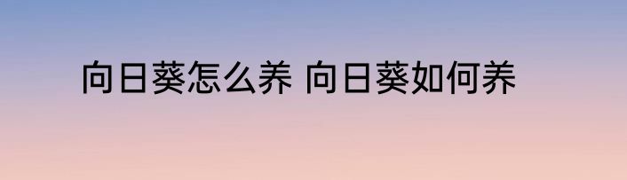 向日葵怎么养 向日葵如何养