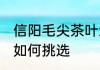信阳毛尖茶叶怎么选购 信阳毛尖茶叶如何挑选