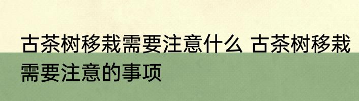 古茶树移栽需要注意什么 古茶树移栽需要注意的事项