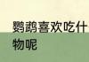 鹦鹉喜欢吃什么食物 鹦鹉爱吃什么食物呢