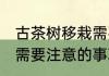 古茶树移栽需要注意什么 古茶树移栽需要注意的事项