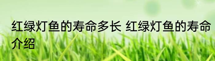 红绿灯鱼的寿命多长 红绿灯鱼的寿命介绍