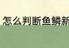 怎么判断鱼鳞新鲜 如何判断鱼鳞新鲜