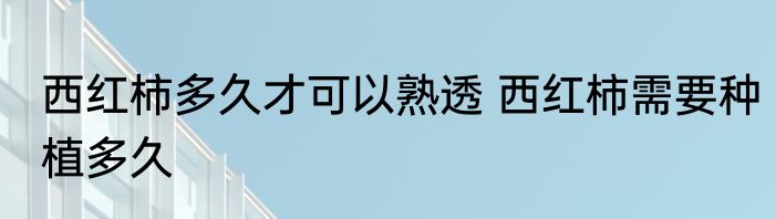 西红柿多久才可以熟透 西红柿需要种植多久
