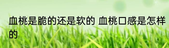 血桃是脆的还是软的 血桃口感是怎样的