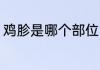 鸡胗是哪个部位 鸡胗是鸡的什么部位