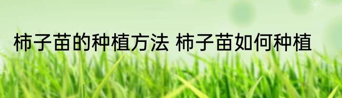 柿子苗的种植方法 柿子苗如何种植