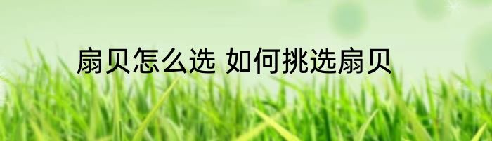 扇贝怎么选 如何挑选扇贝