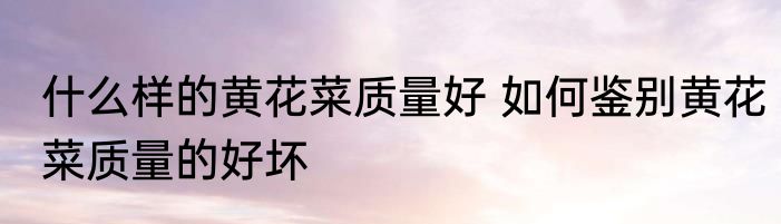 什么样的黄花菜质量好 如何鉴别黄花菜质量的好坏